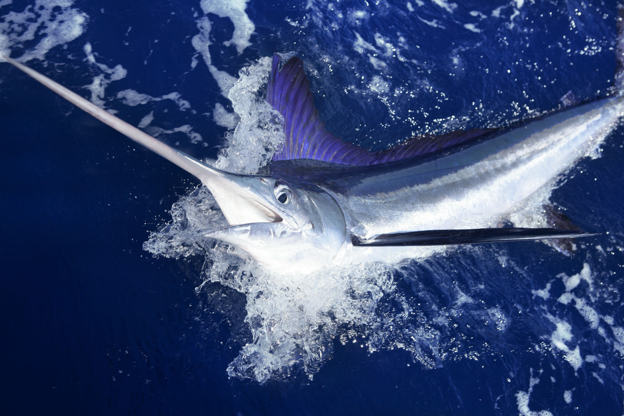 Pesce spada, pesca Reggio Calabria
