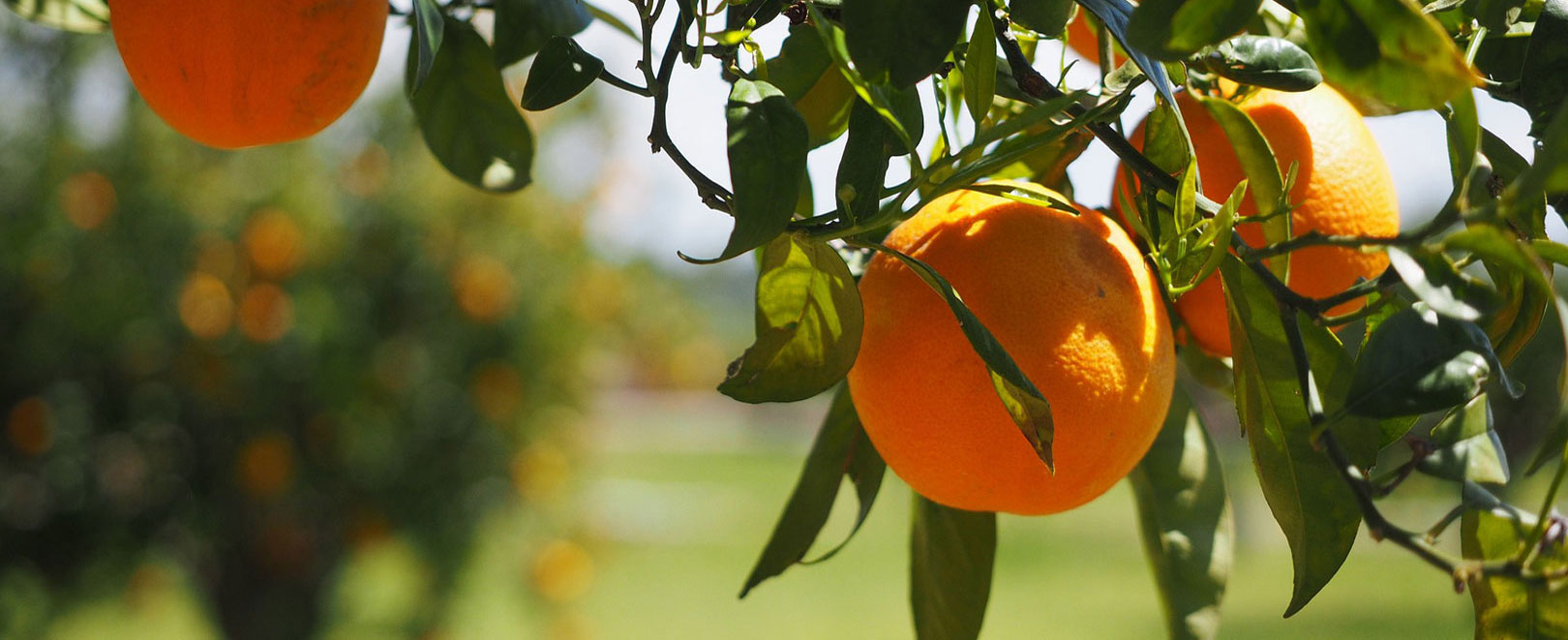 The oranges of San Giuseppe